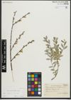 Foto von Salix repens subsp. repens L.
